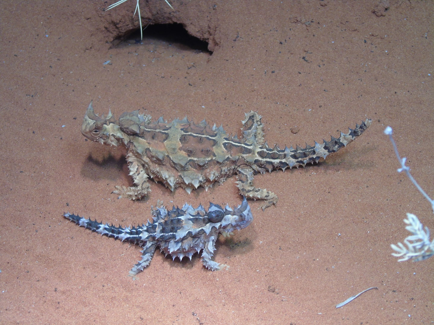 Thorny Devil