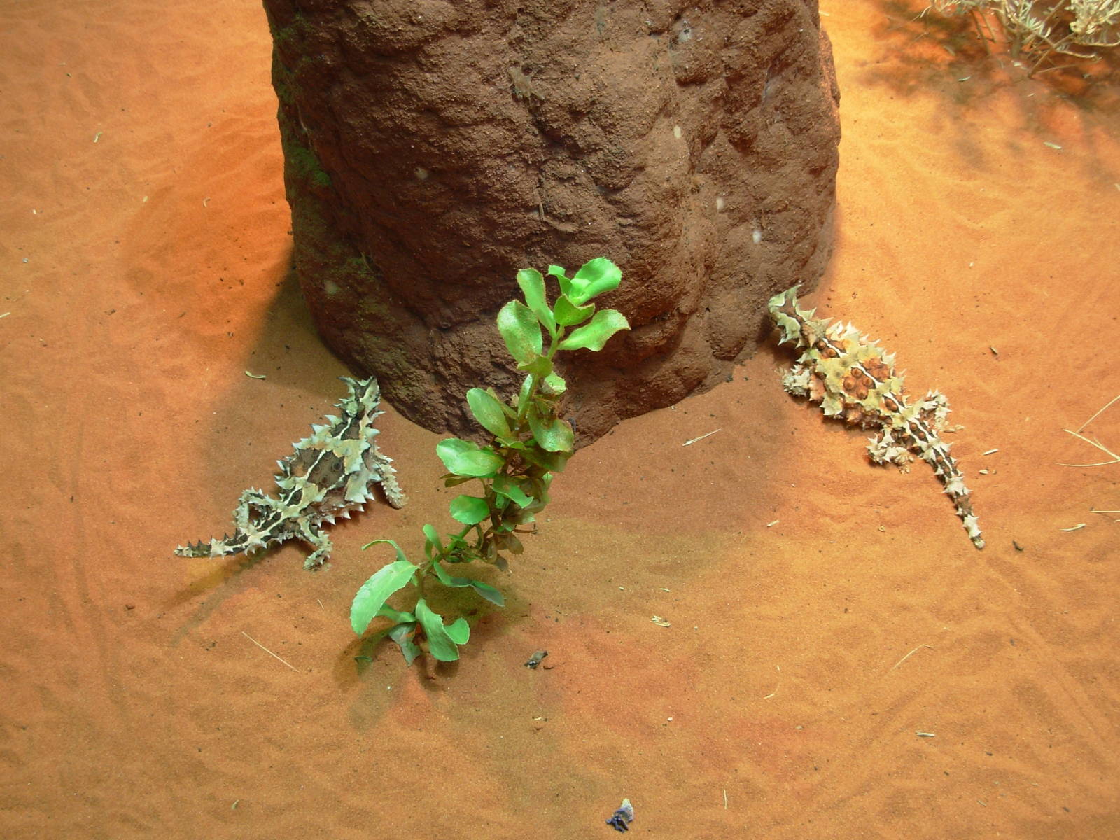 Thorny Devils - Alice Springs Desert Park