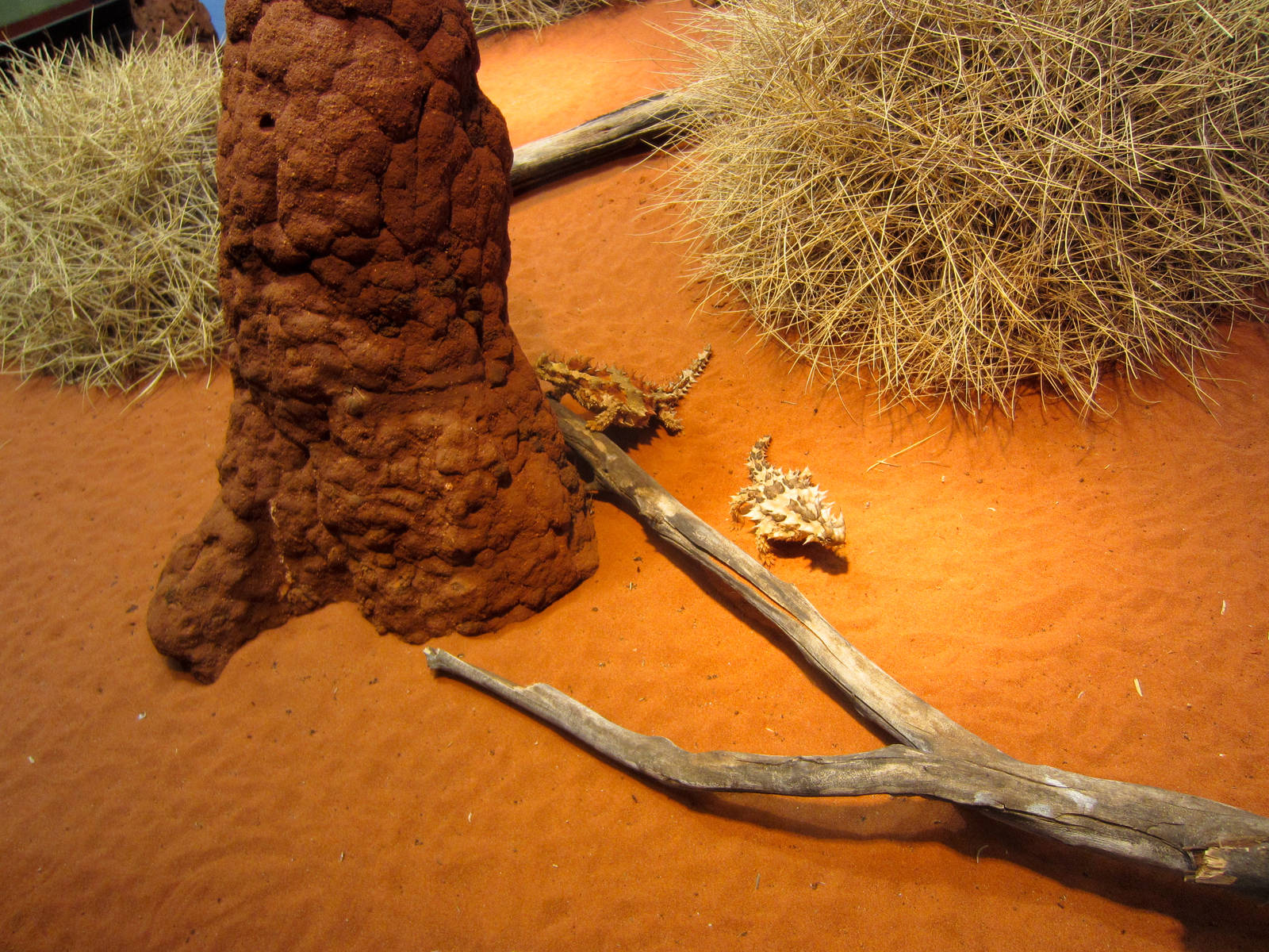 Thorny Devils
