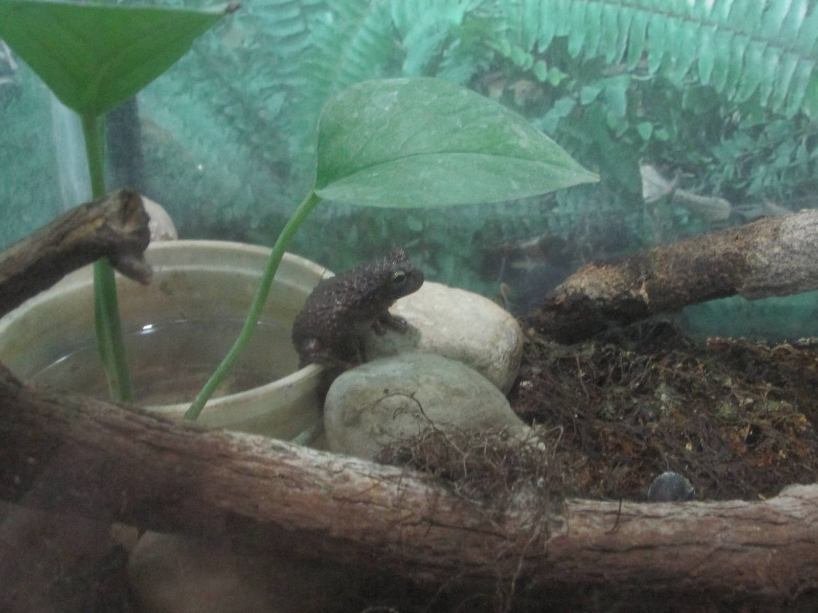 thorny spikethumb frog plectrohyla acanthodes africam safari