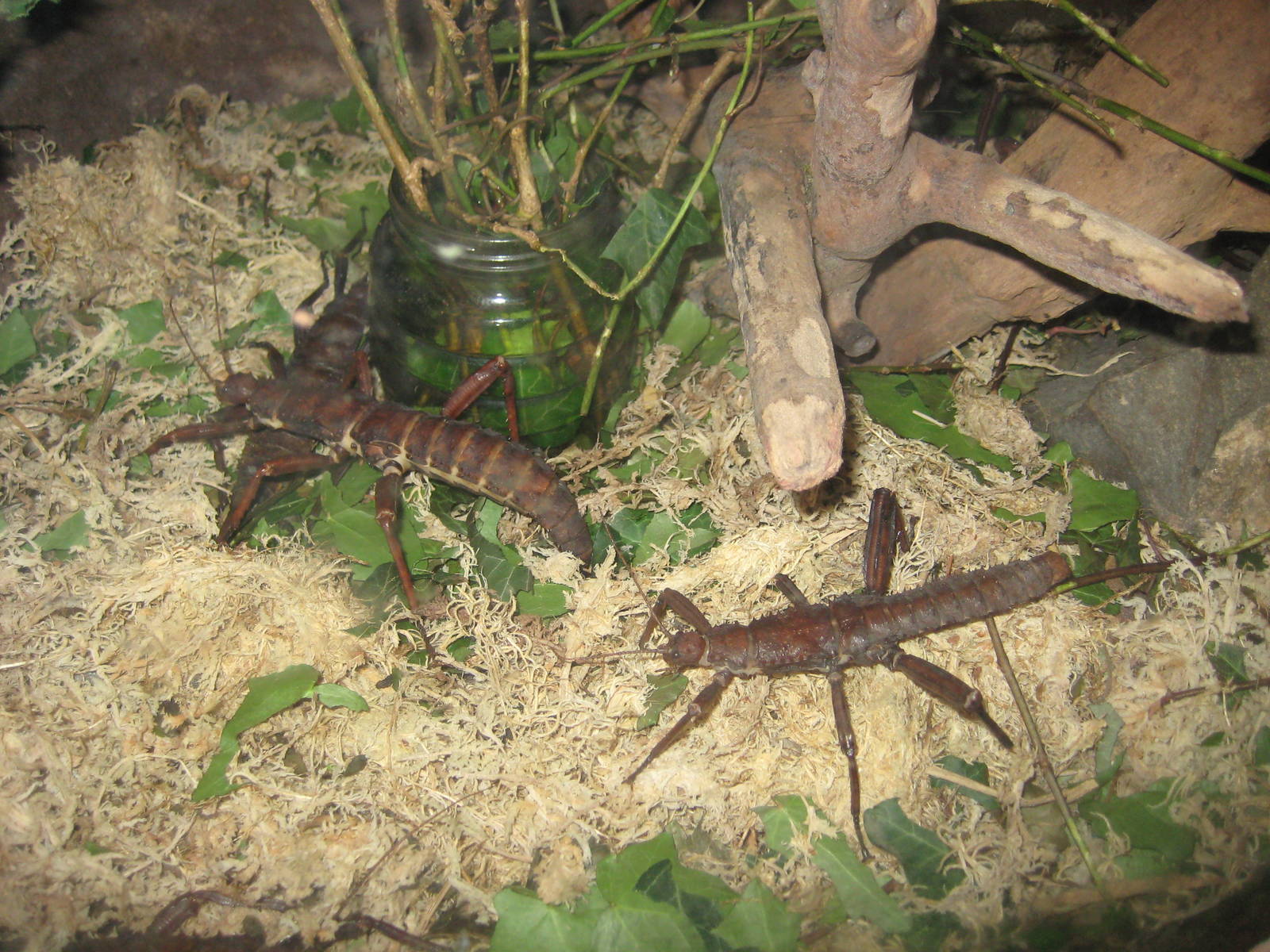 Thorny stick insects