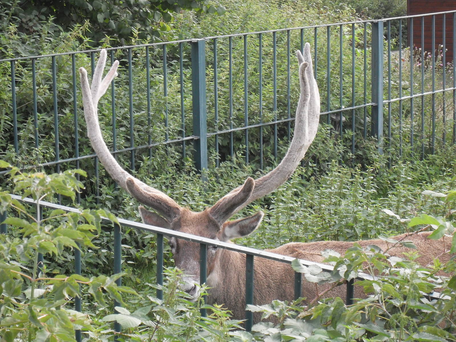 thorolds deer 050910