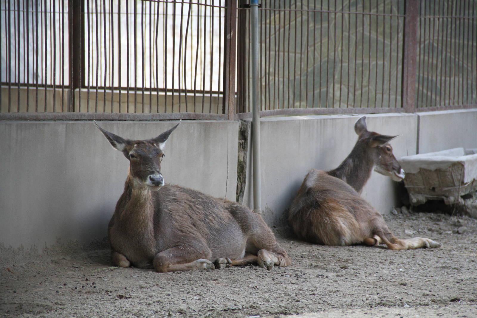 Thorold's deer (Cervus albirostris)