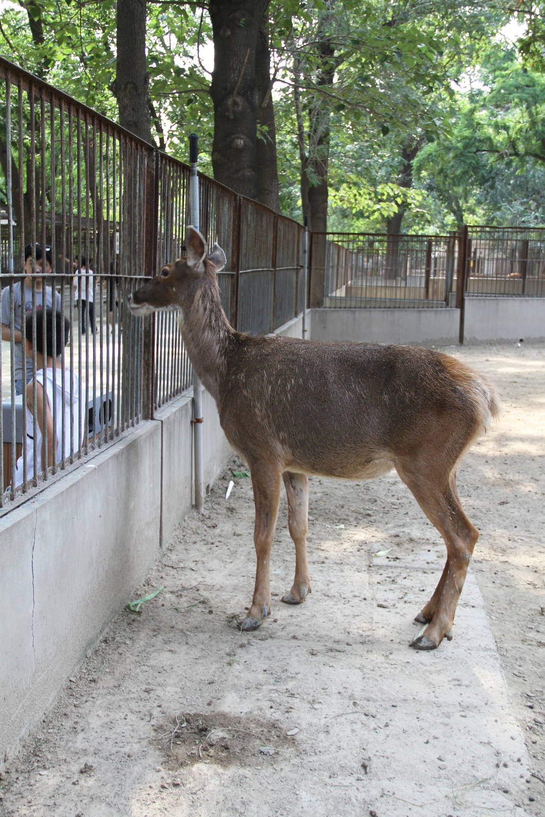 Thorold's deer (Cervus albirostris)