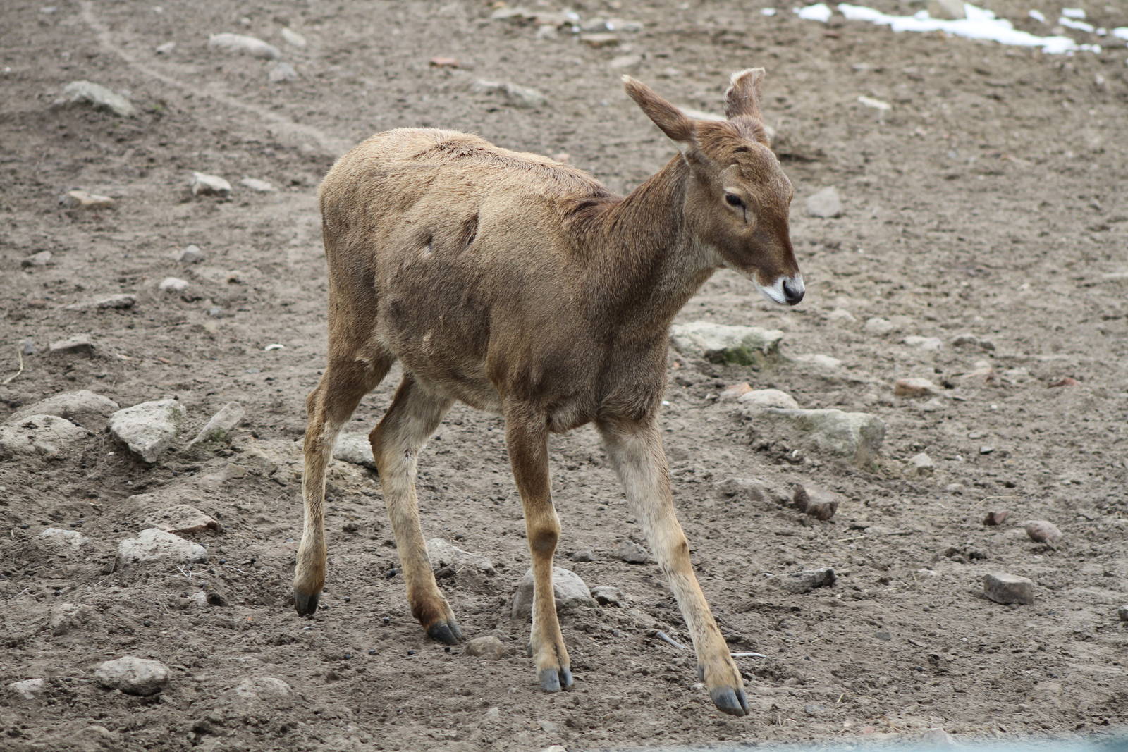 Thorold's Deer (Cervus albirostris)