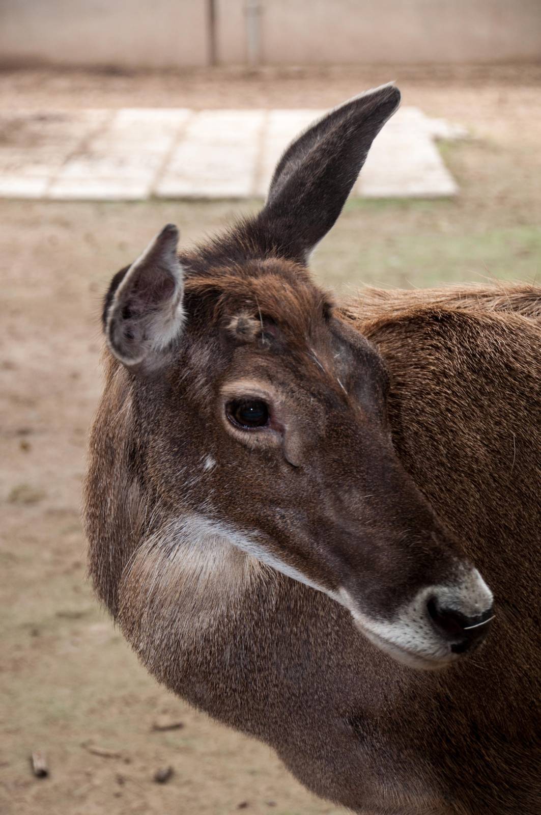 Thorolds Deer - Cervus albirostris