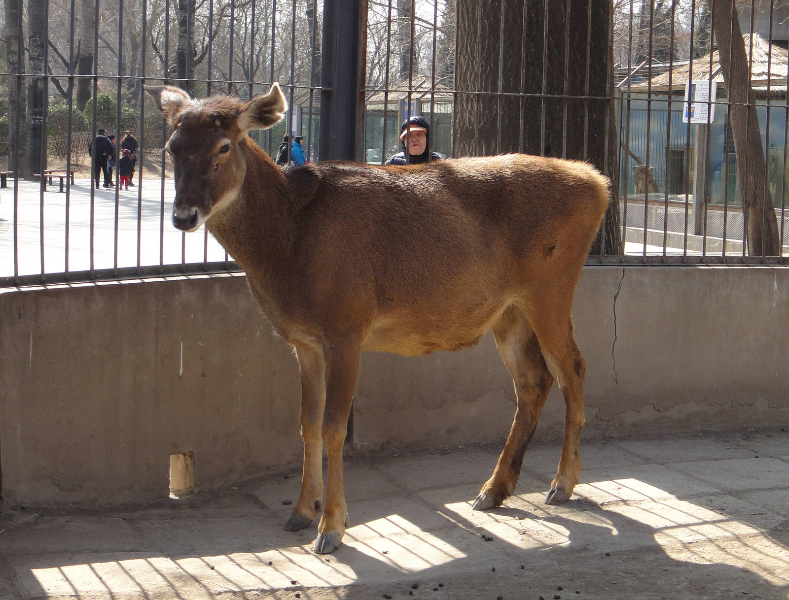 Thorold's deer (Cervus albirostris)