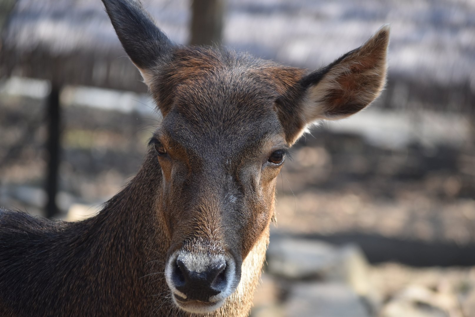 Thorold's deer (Cervus albirostris)
