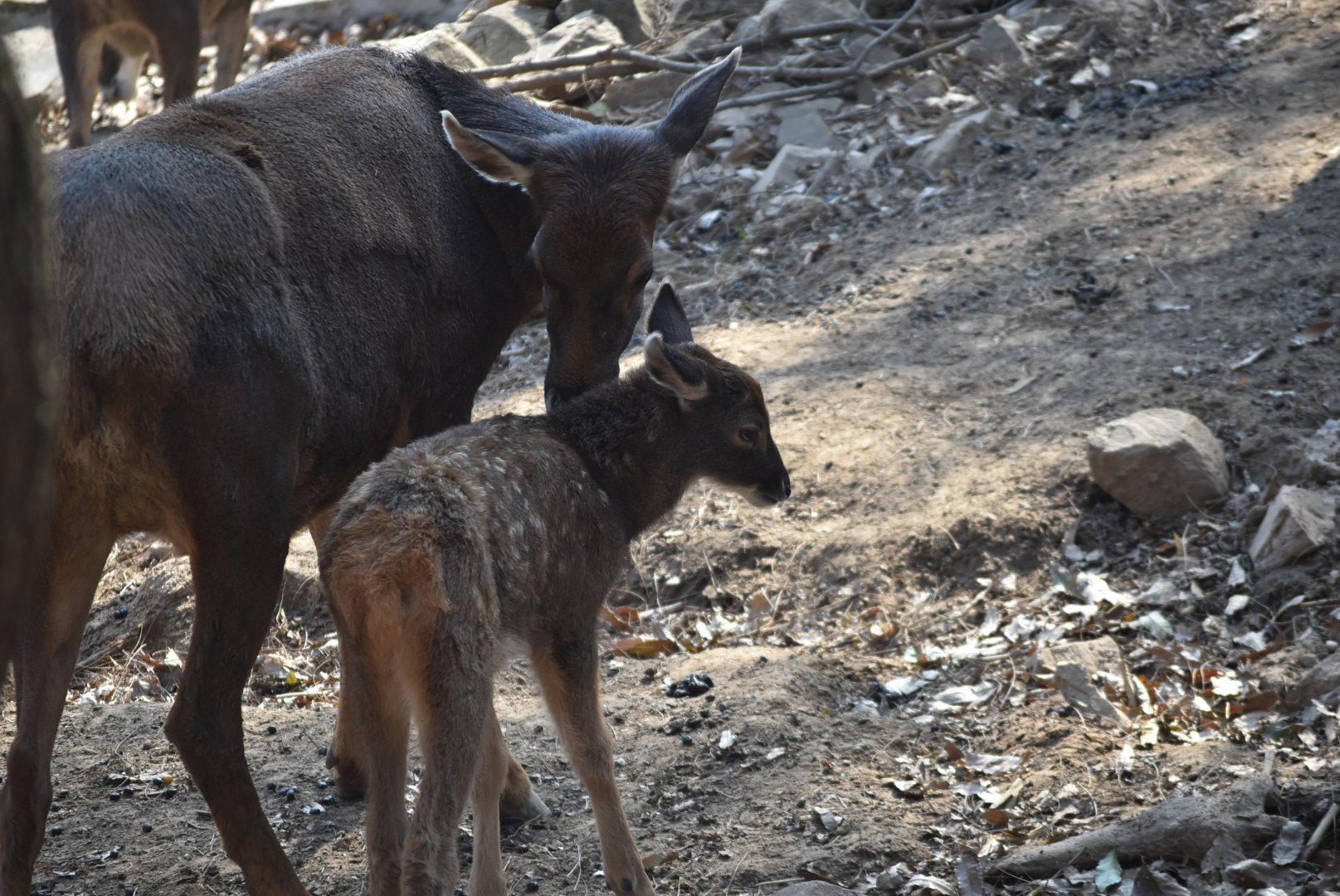 Thorold's deer (Cervus albirostris)