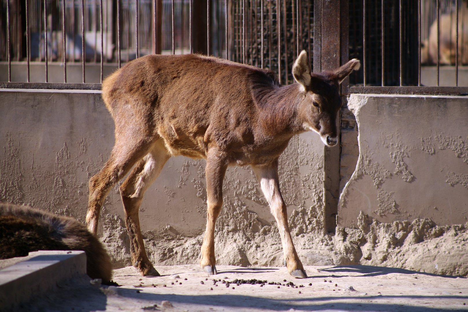 Thorold's Deer (Cervus albirostris)