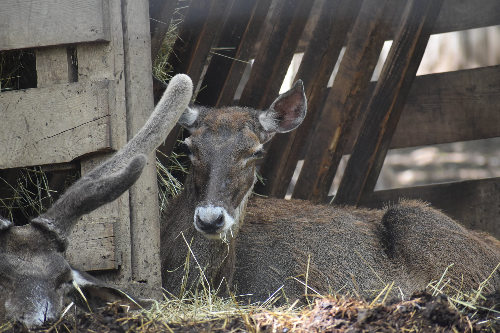 Thorold's deer - Cervus albirostris