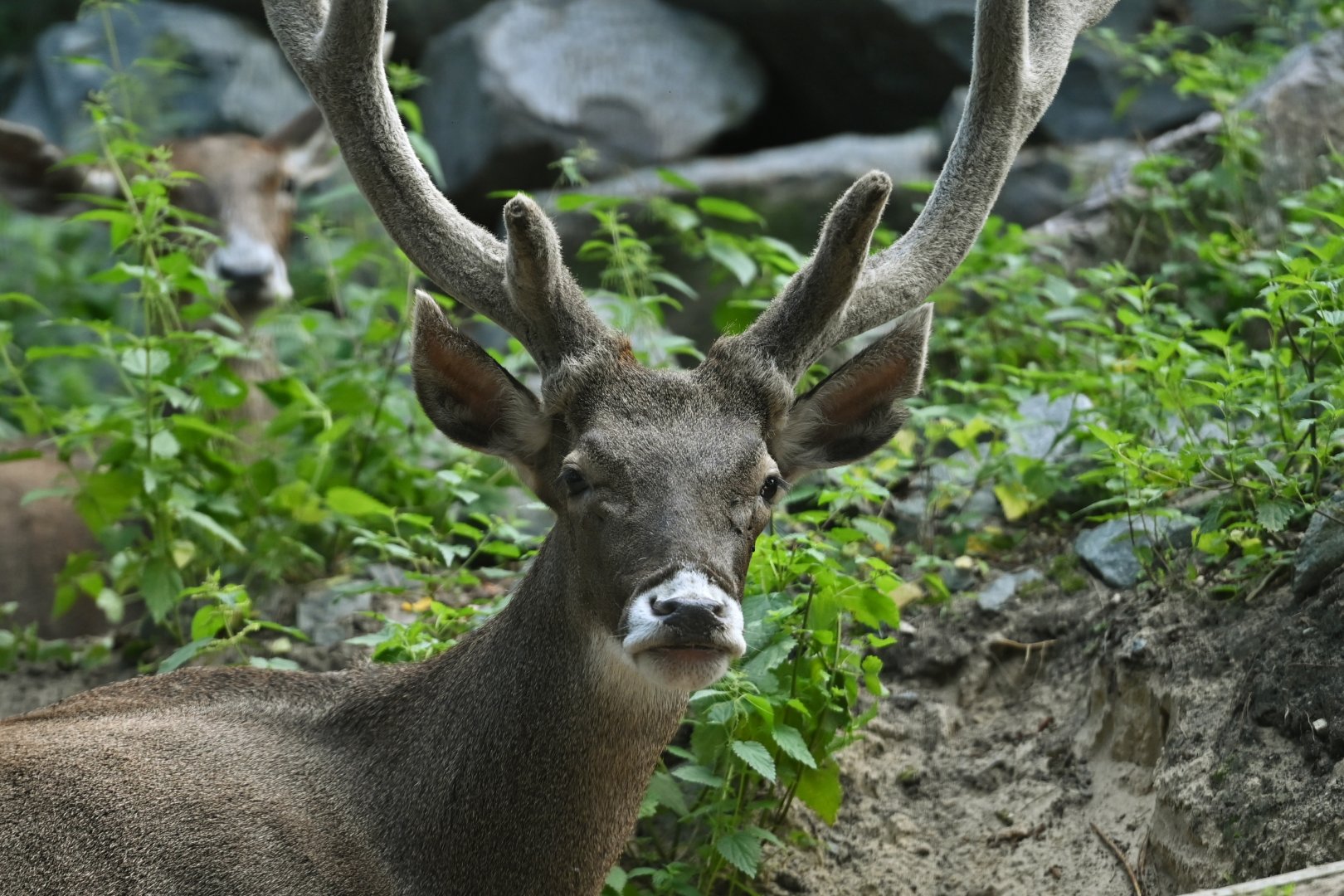Thorold's deer (Cervus albirostris)