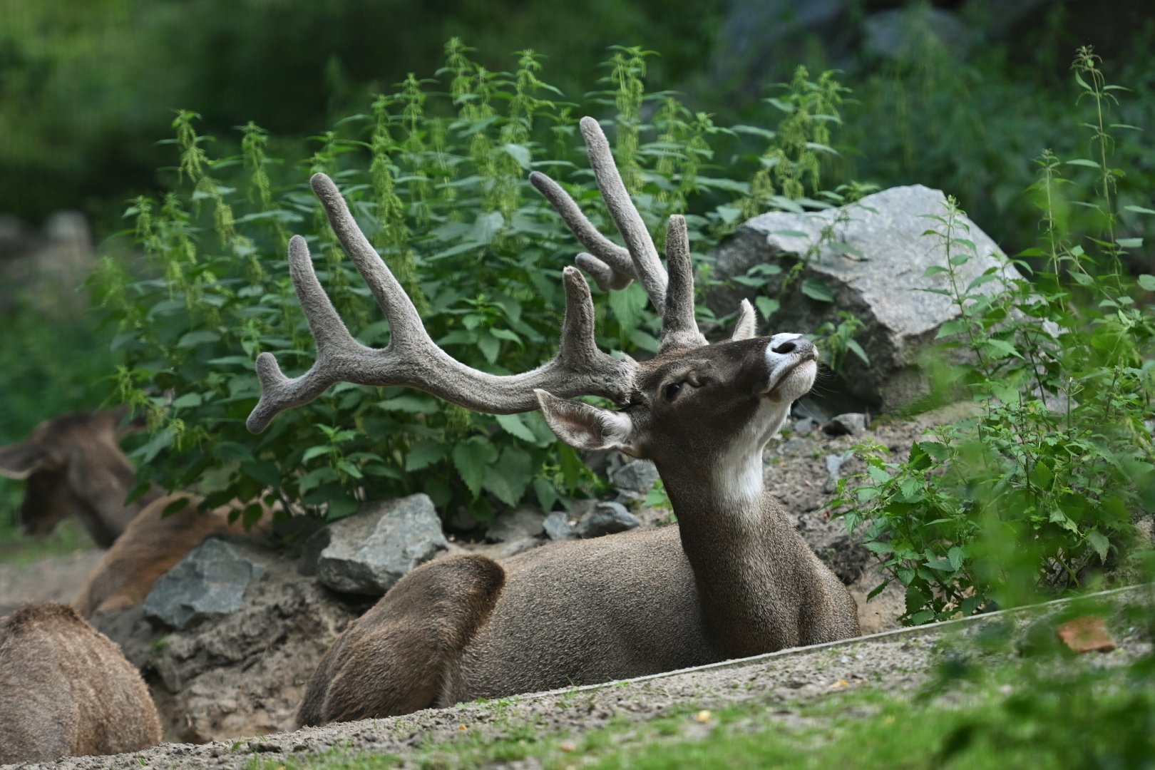 Thorold's deer (Cervus albirostris)