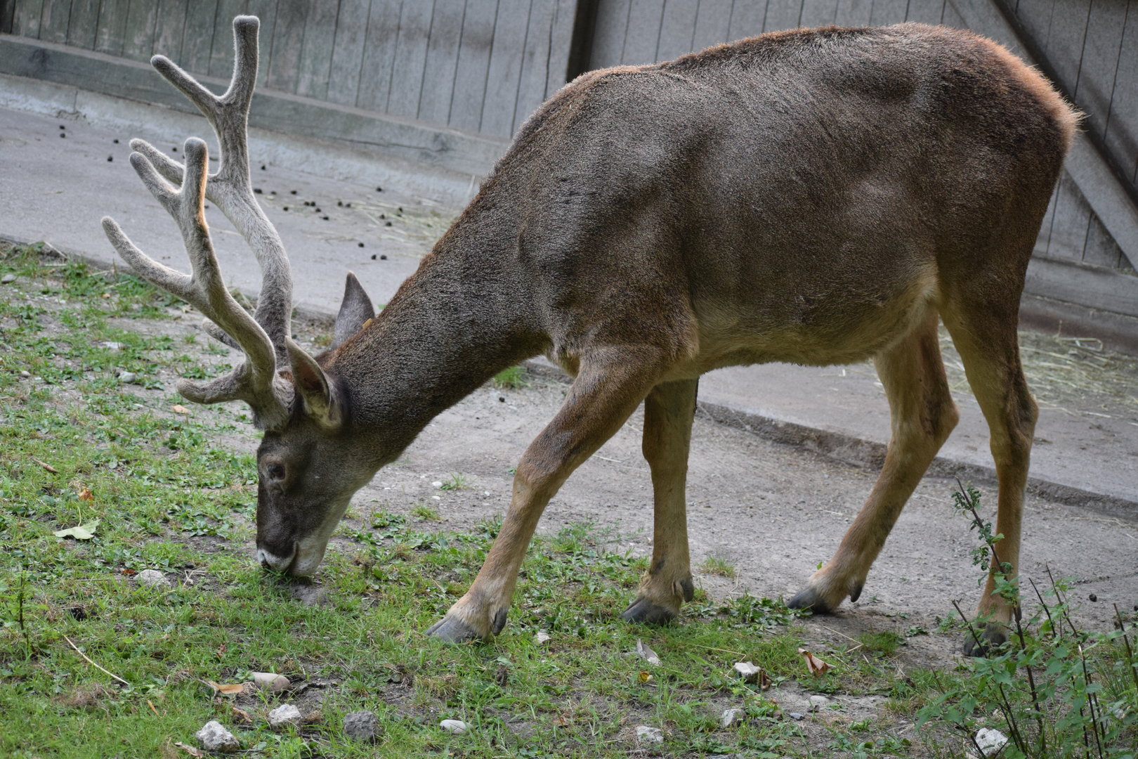 Thorold's deer - July 2023