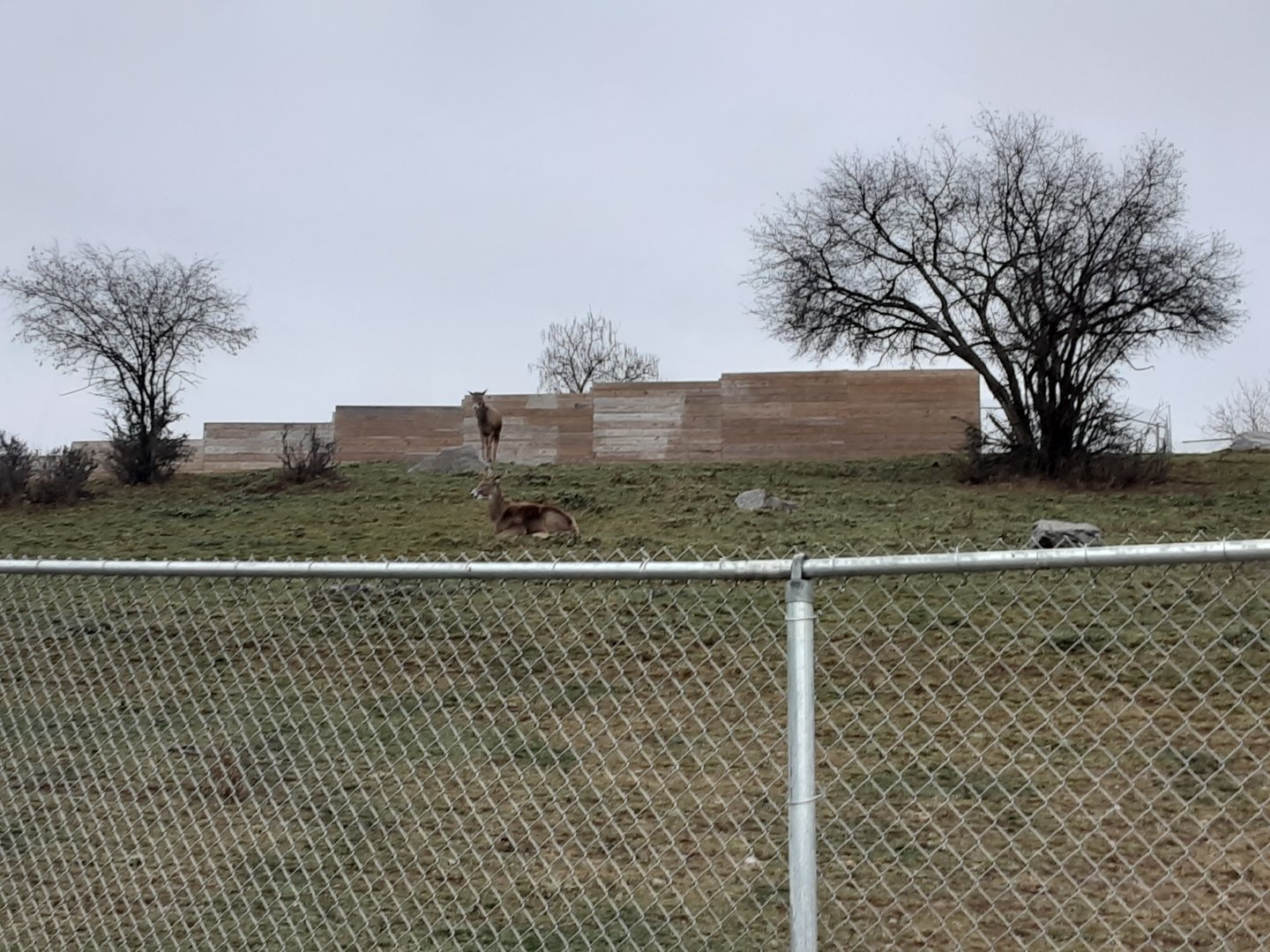 Thorold's White-Lipped Deer