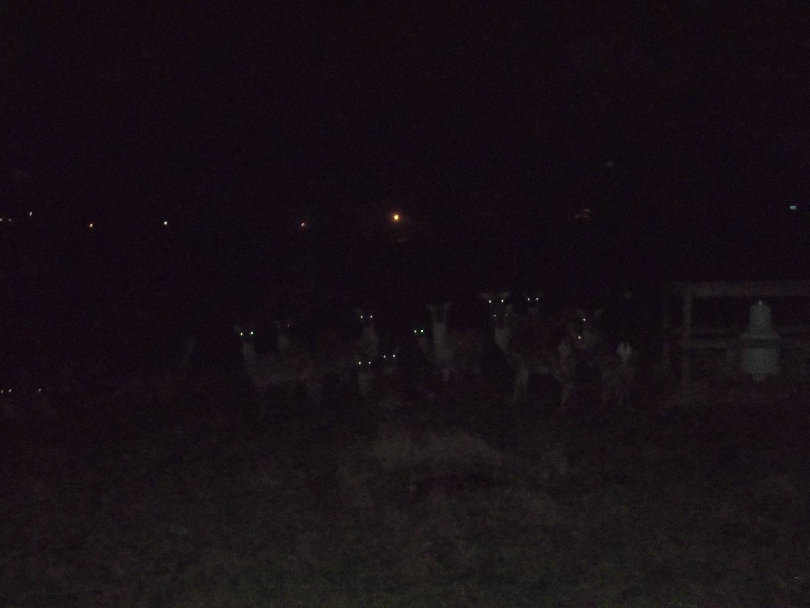 Those deer again, 28th November 2014