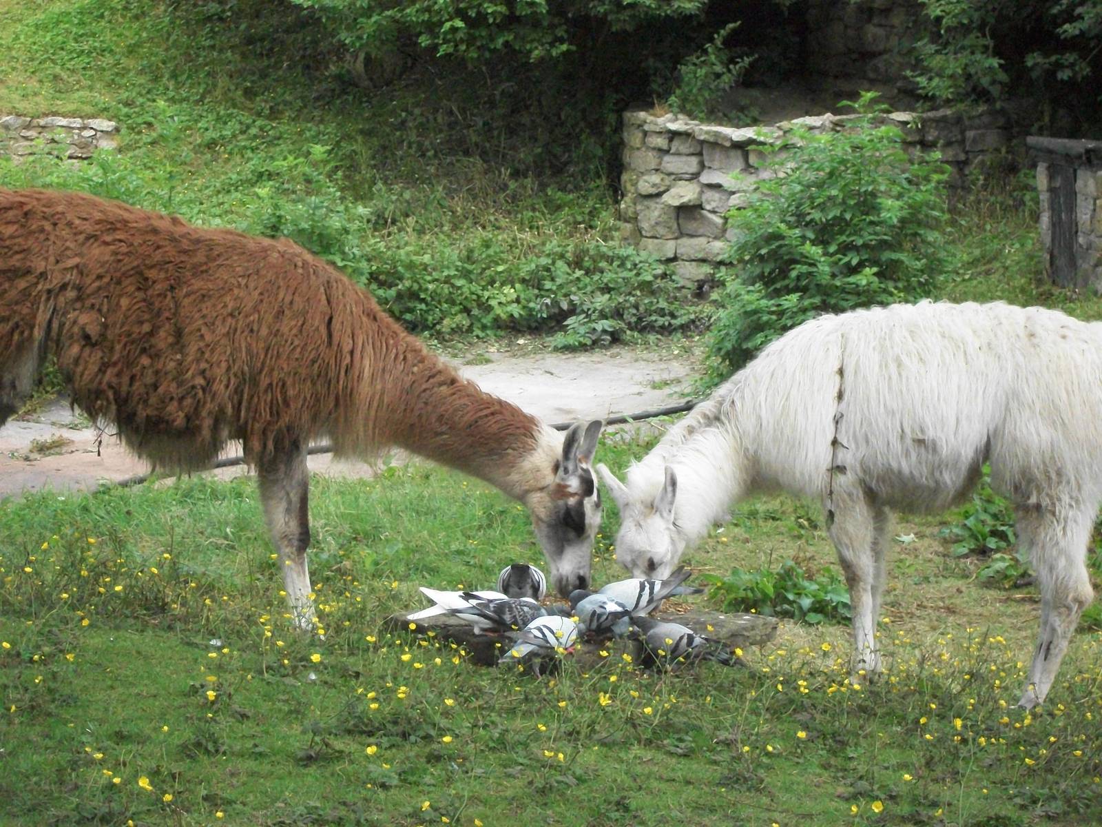 Those pigeons are a nuisance, 18th July 2014