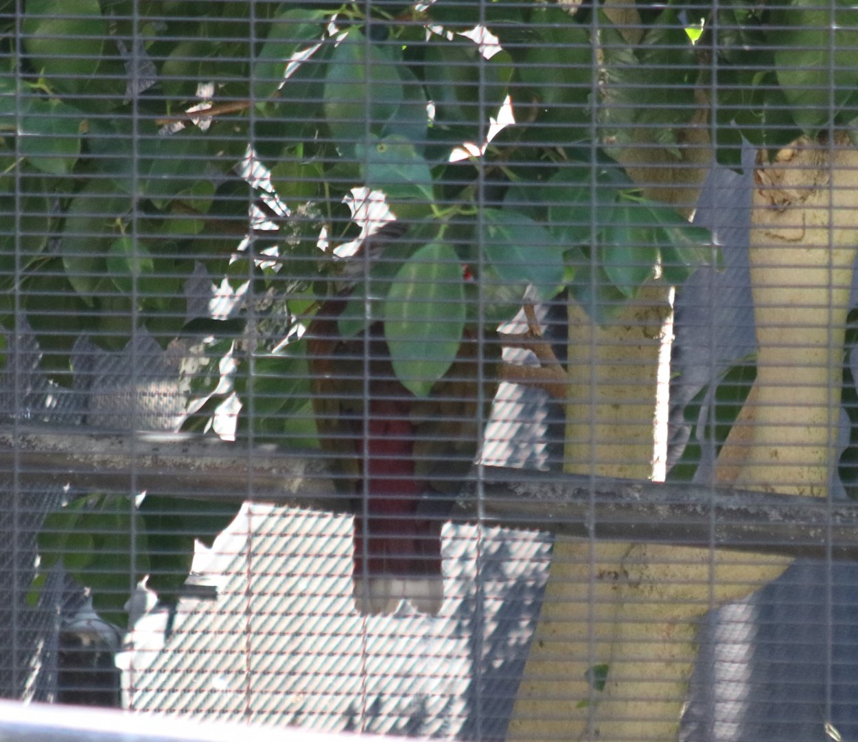 Thoughts on Species?