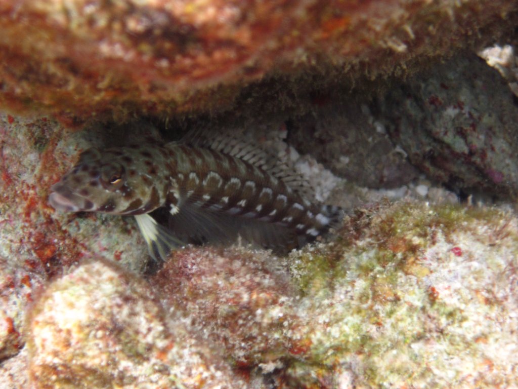 Thousandspot Sandperch