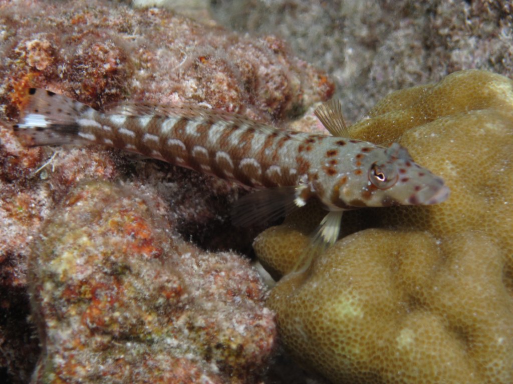 Thousandspot Sandperch