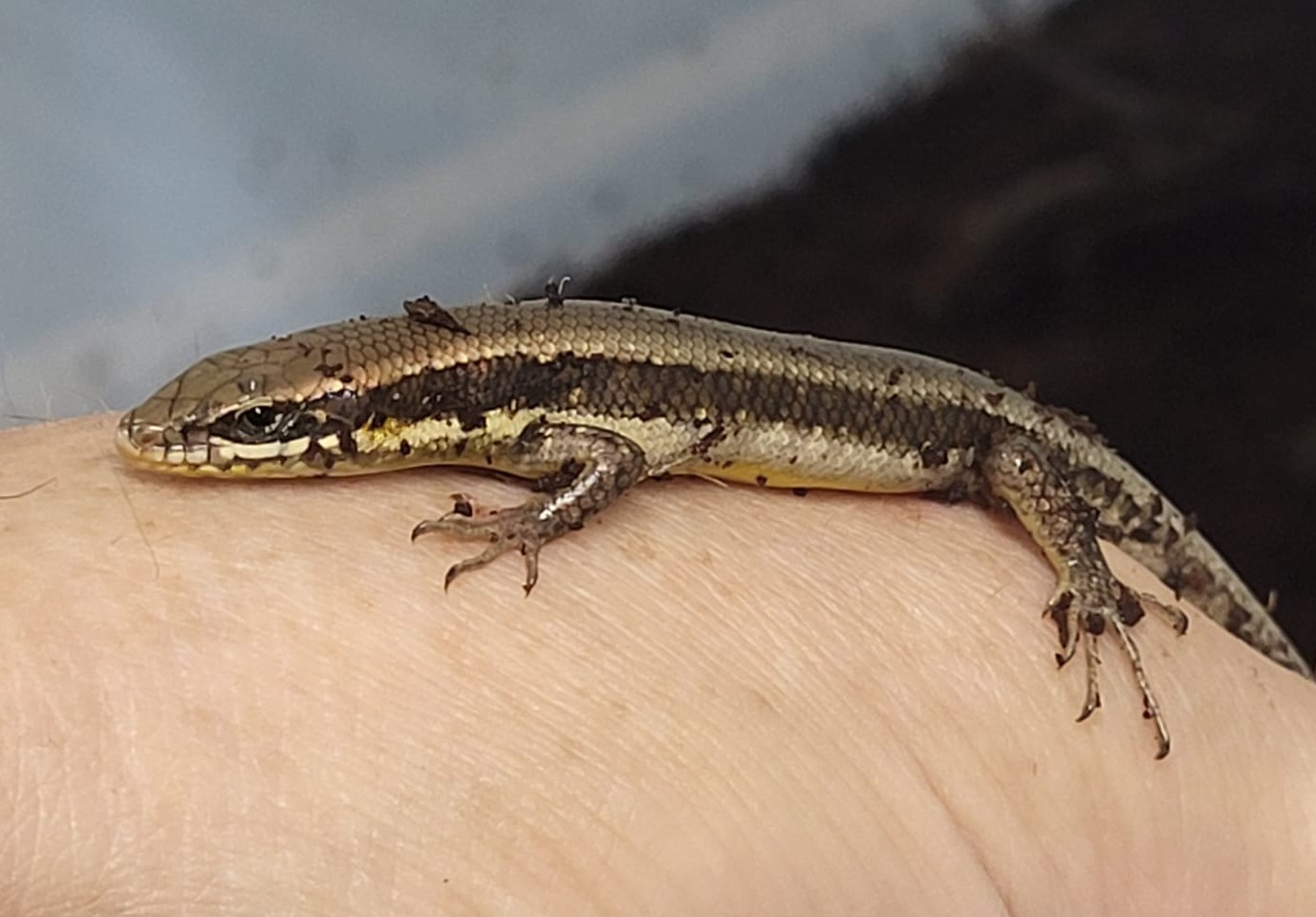 Thrachylepis affinis - adult