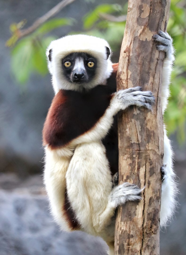 Thrax, a male Coquerel’s Sifaka