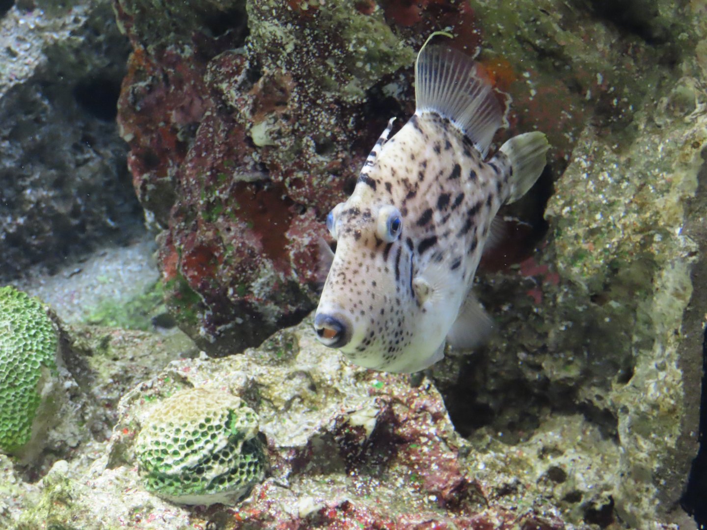 Thread-sail filefish (Stephanolepis cirrhifer)