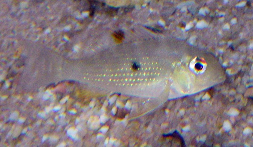 Threadfin Acara (Acarichthys heckelii)