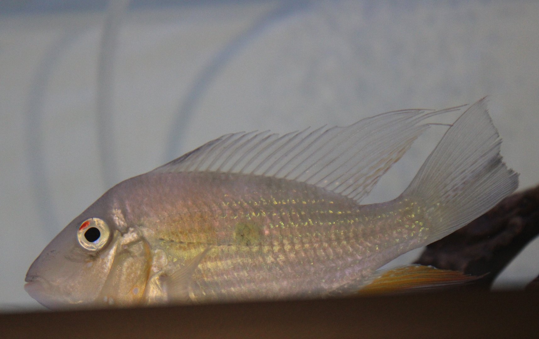 Threadfin acara - Acarichthys heckelii