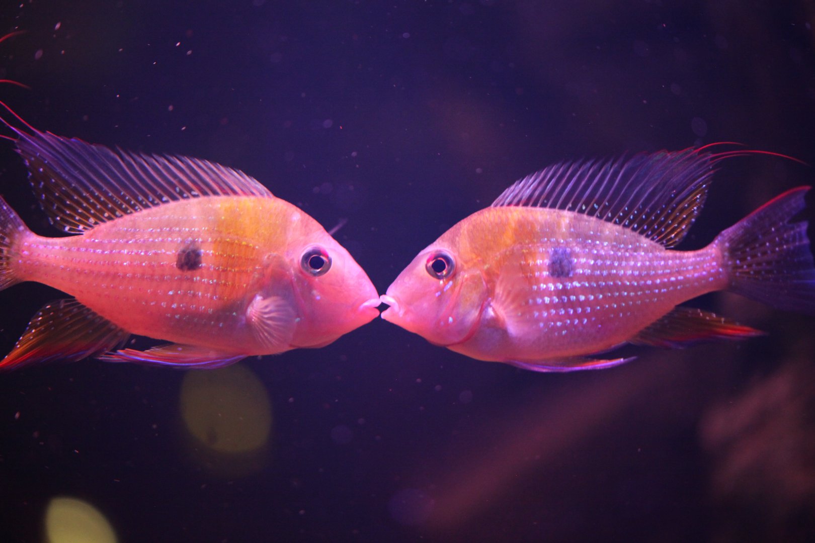 Threadfin acara (Acarichthys heckelii)