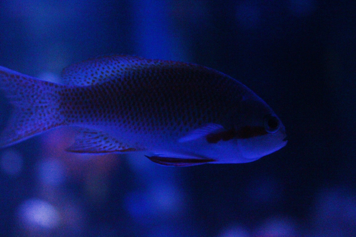 Threadfin anthias (Pseudanthias huchtii)