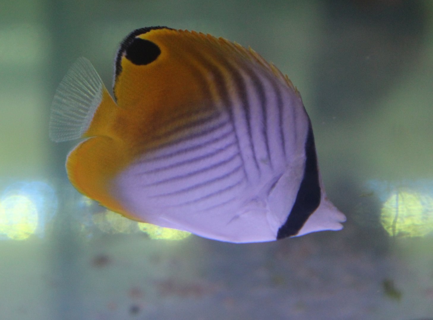 Threadfin butterflyfish - Chaetodon auriga - juvenile