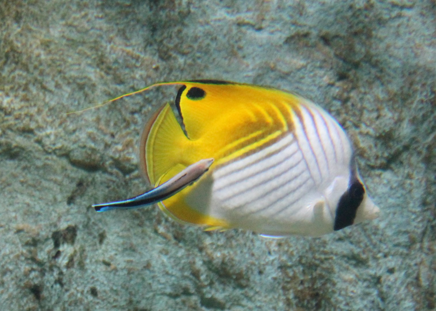 Threadfin butterflyfish - Chaetodon auriga with Cleaner wrasse