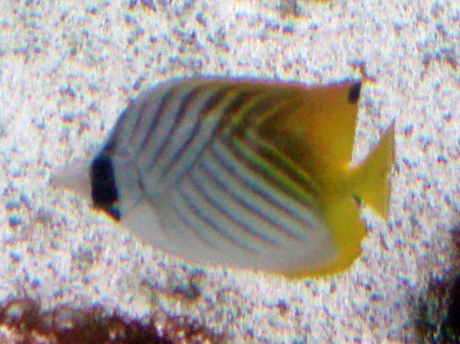 Threadfin Butterflyfish (Chaetodon auriga)