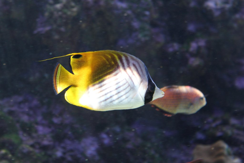 Threadfin Butterflyfish (Chaetodon auriga)
