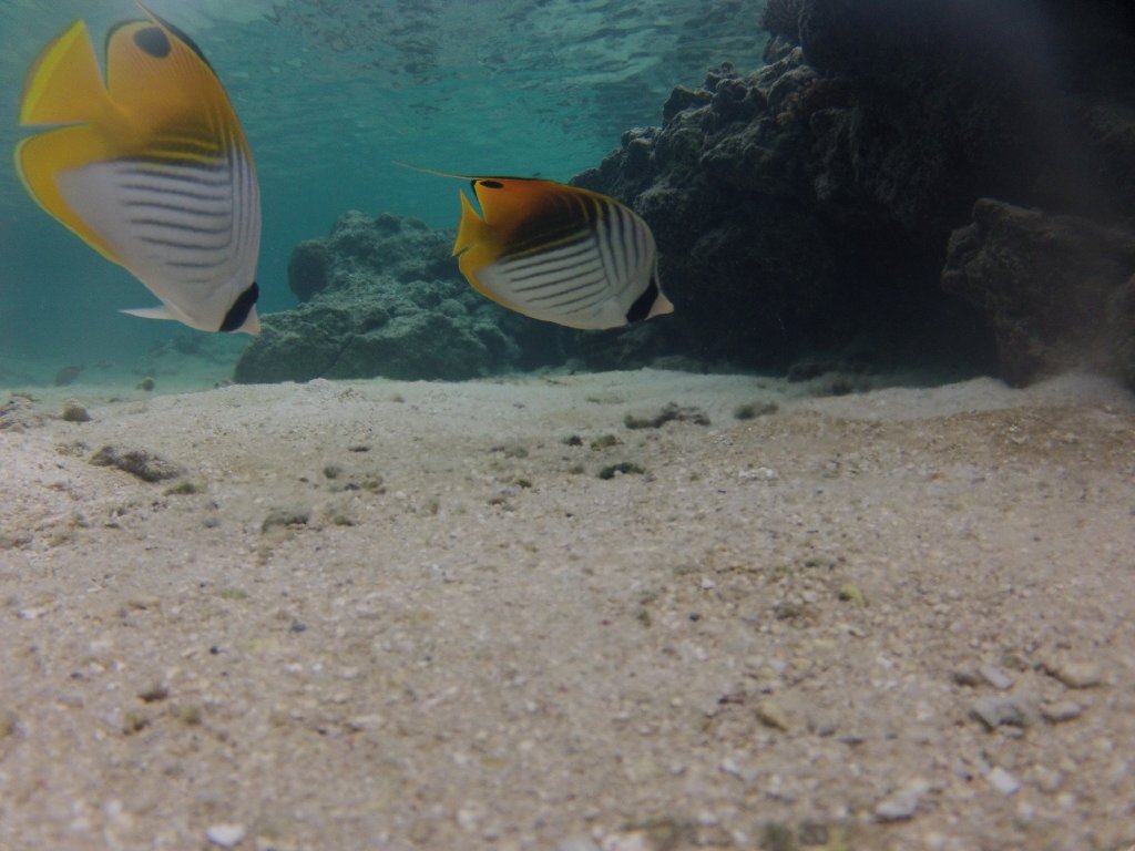 Threadfin Butterflyfish (Chaetodon auriga)