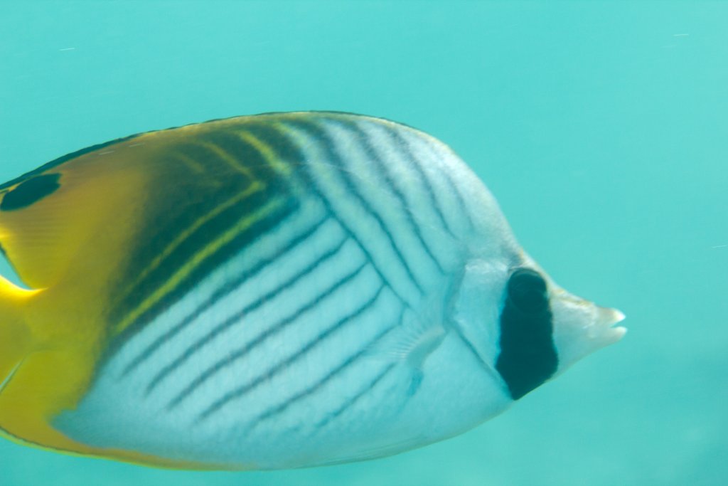 Threadfin Butterflyfish (Chaetodon auriga)