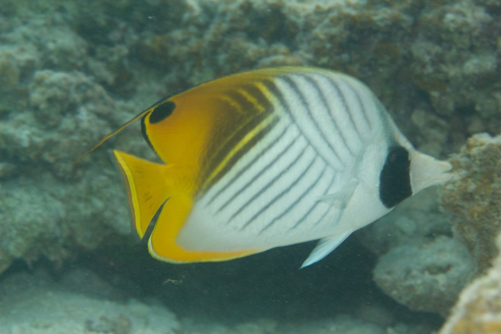 Threadfin Butterflyfish (Chaetodon auriga)