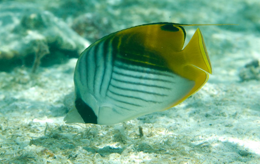 Threadfin Butterflyfish (Chaetodon auriga)