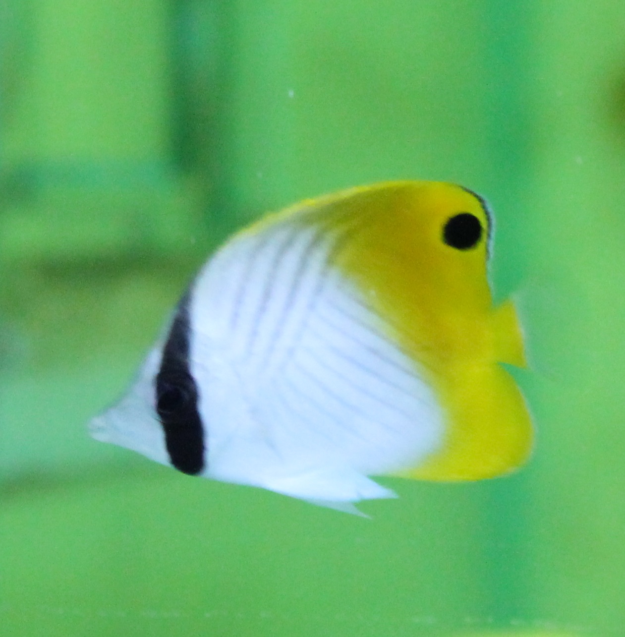Threadfin butterflyfish - Chaetodon auriga