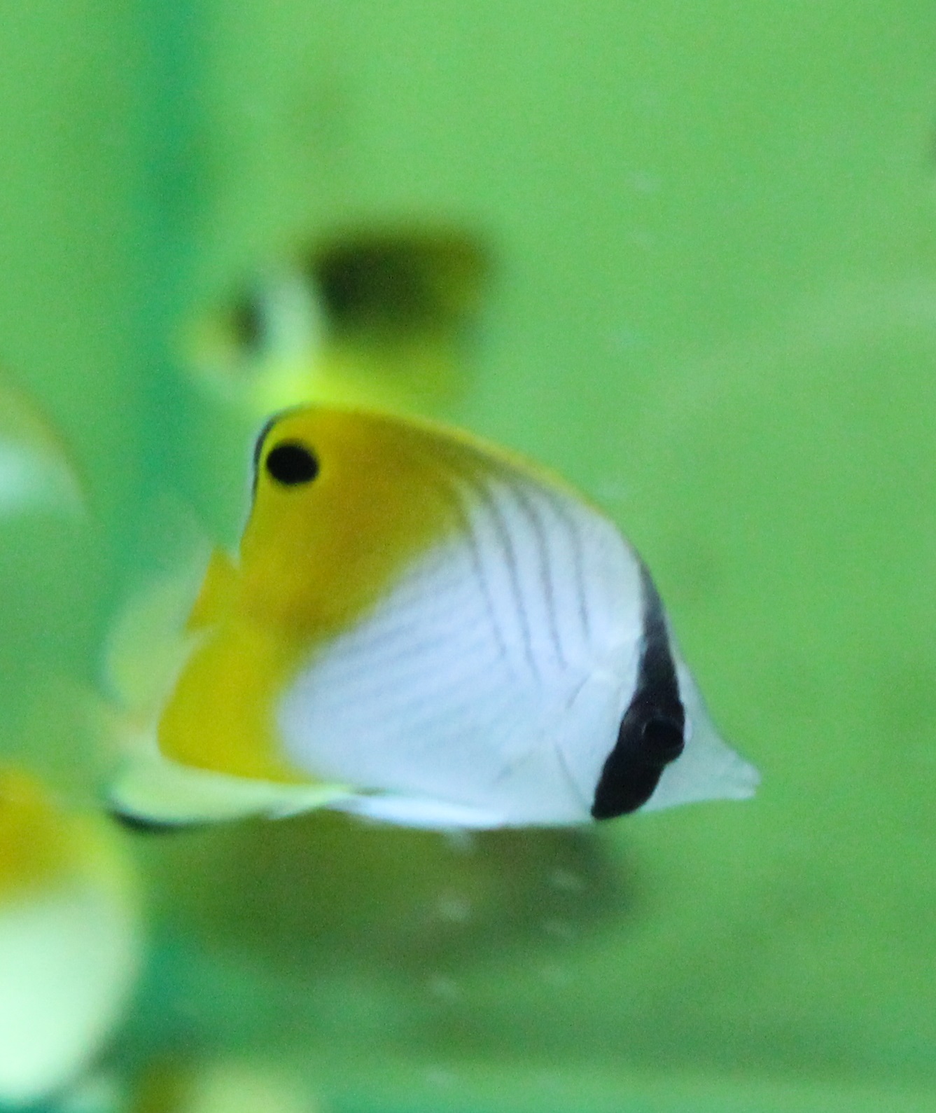 Threadfin butterflyfish - Chaetodon auriga