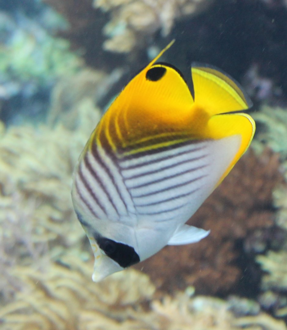 Threadfin butterflyfish - Chaetodon auriga