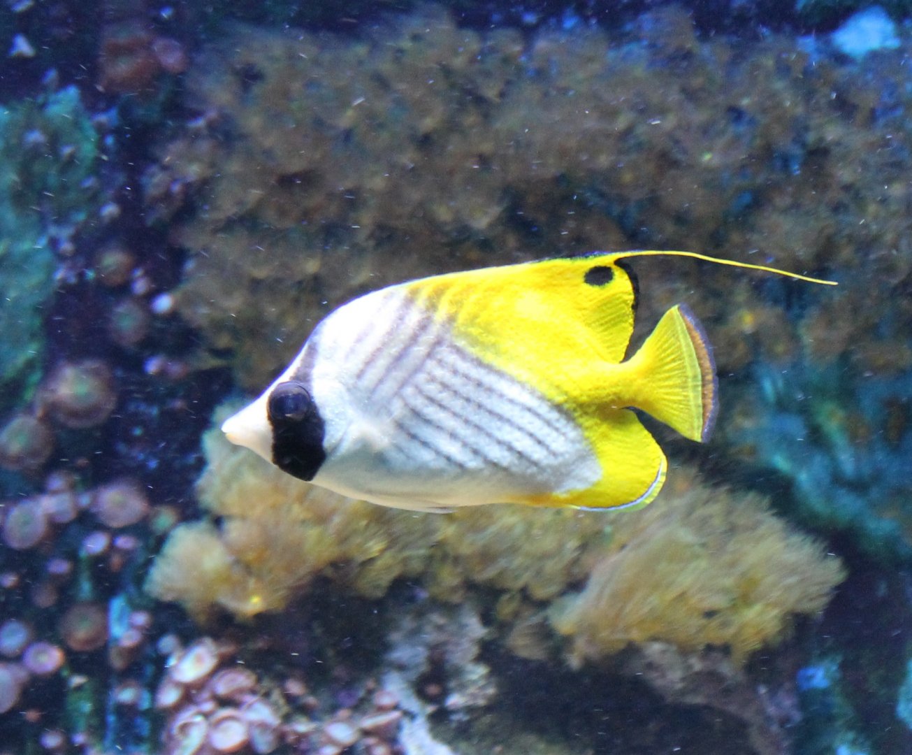 Threadfin butterflyfish - Chaetodon auriga