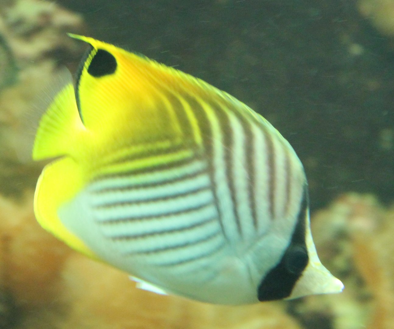 Threadfin butterflyfish - Chaetodon auriga