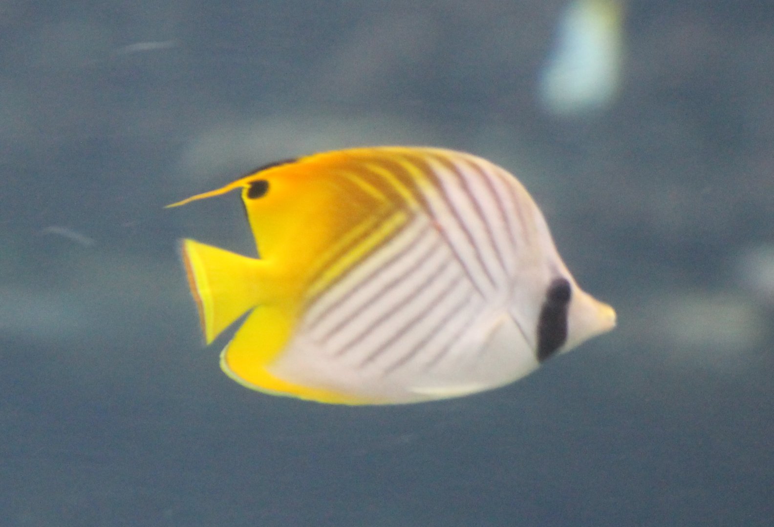 Threadfin butterflyfish - Chaetodon auriga