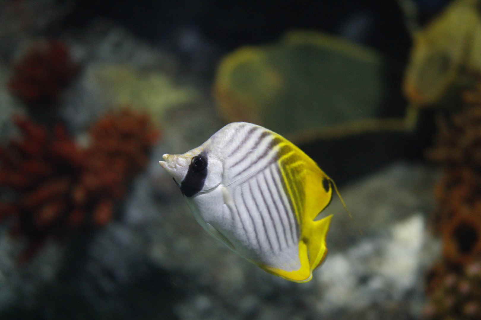 Threadfin butterflyfish (Chaetodon auriga)