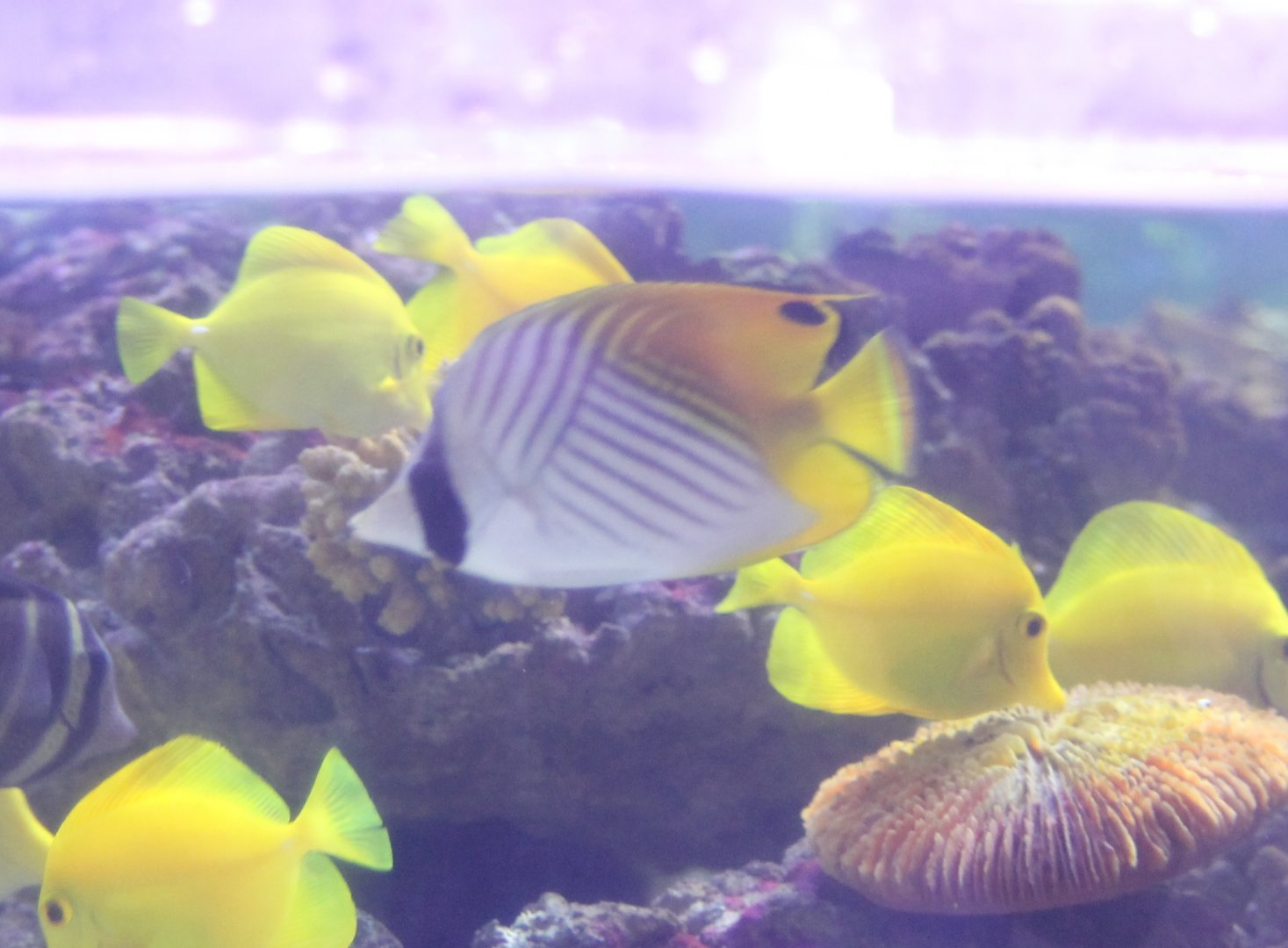 Threadfin butterflyfish - Chaetodon auriga