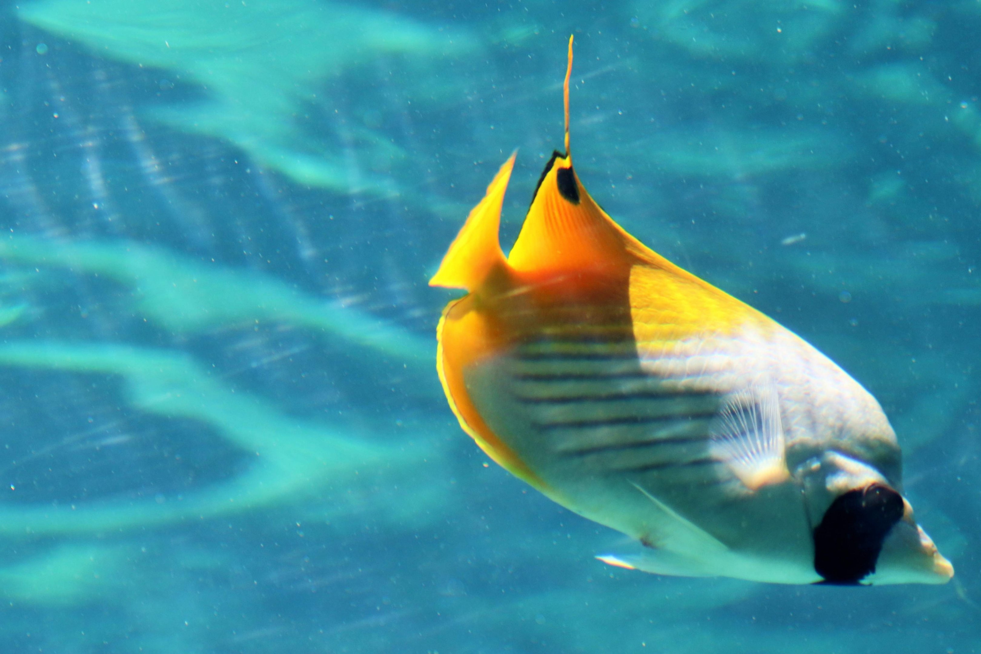 Threadfin Butterflyfish (Chaetodon auriga)