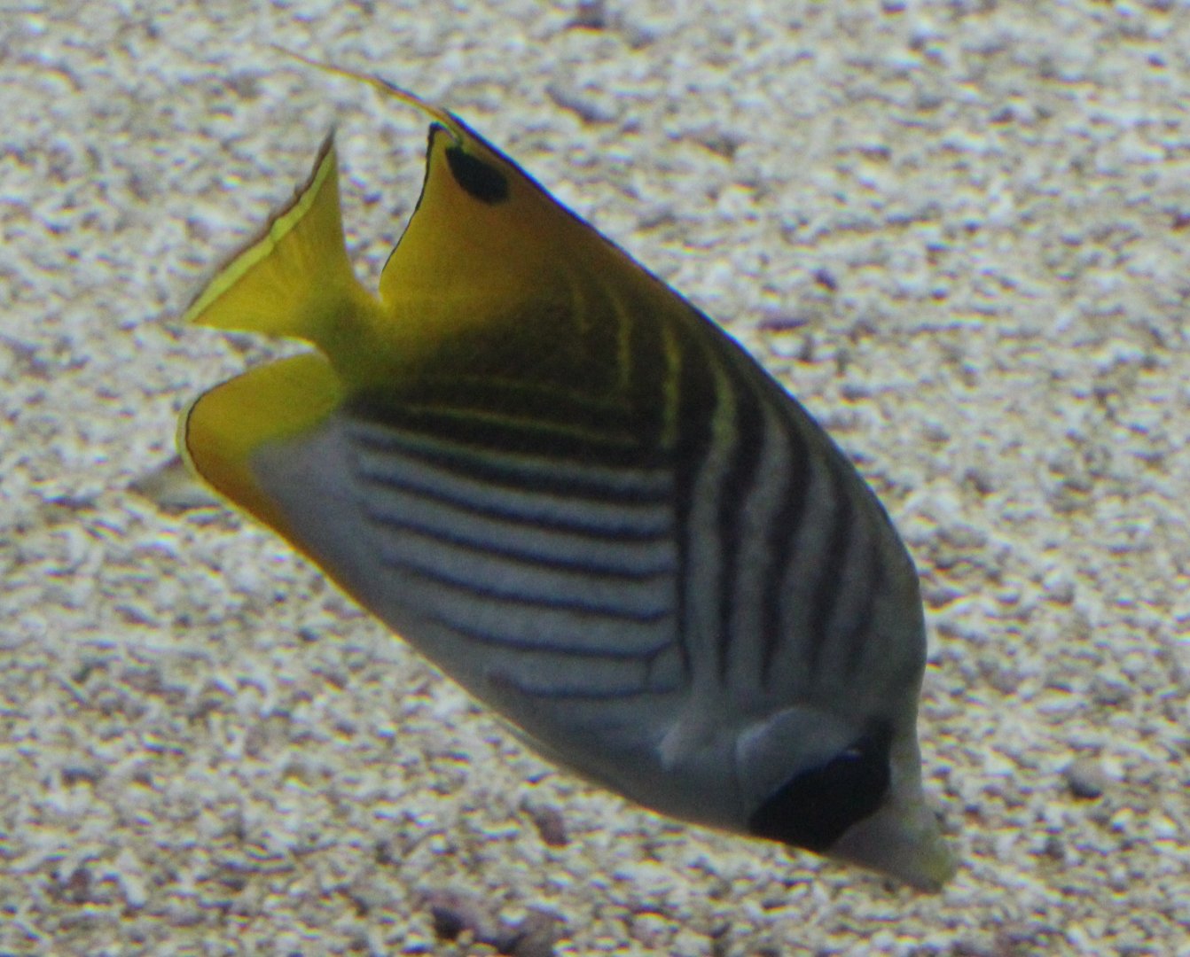 Threadfin butterflyfish - Chaetodon auriga