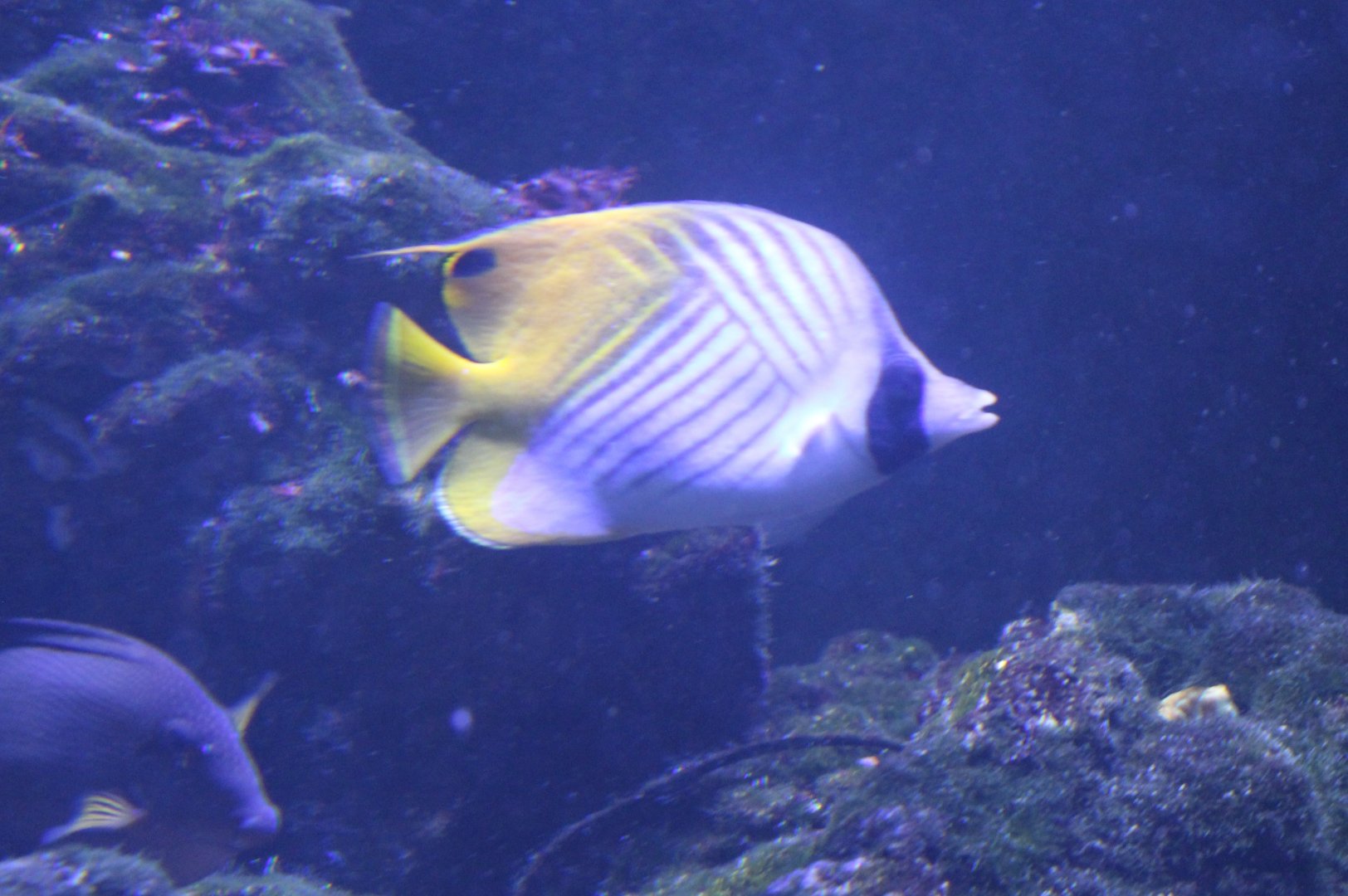 Threadfin butterflyfish - Chaetodon auriga